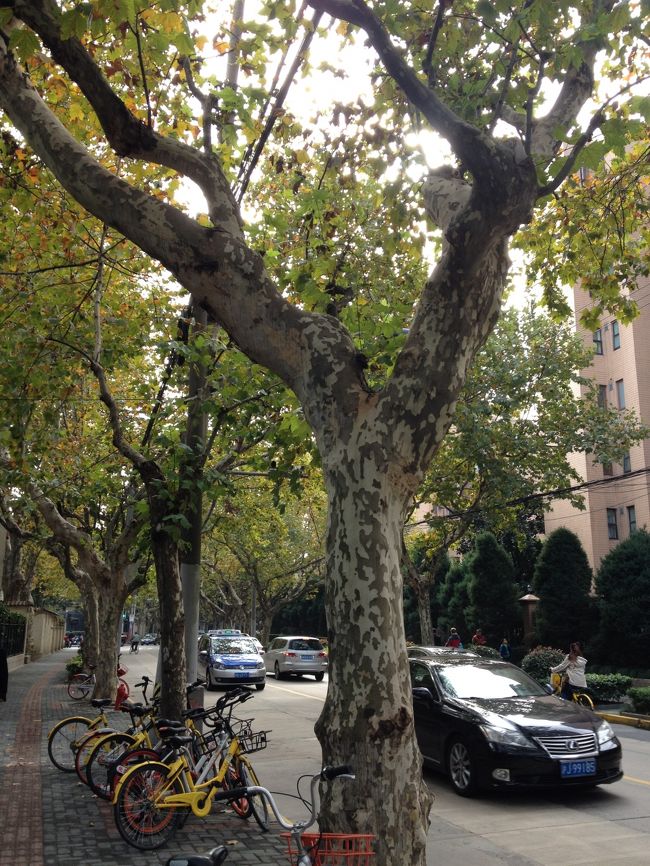 数年間上海に住んでいながら<br />「フランス租界を散歩しよう！」と思って歩いたことが無かったことに気づき、出かけました。