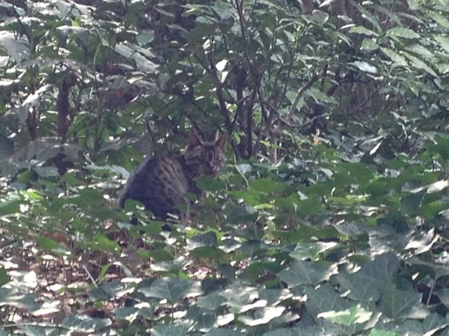 草むらの中に居た猫さん