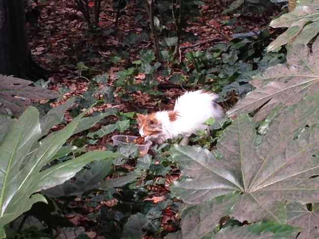 残飯を与えられているもようです。