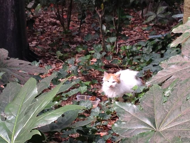 薄汚れてはいますが、どことなく気品があります。<br /><br />この猫の10代ほど前は、丁香のひざの上でサーモンをフォークで<br />与えられていたのに、今ではすっかり落ちぶれて…<br /><br />…などと勝手に物語を作り、しばし楽しみました。