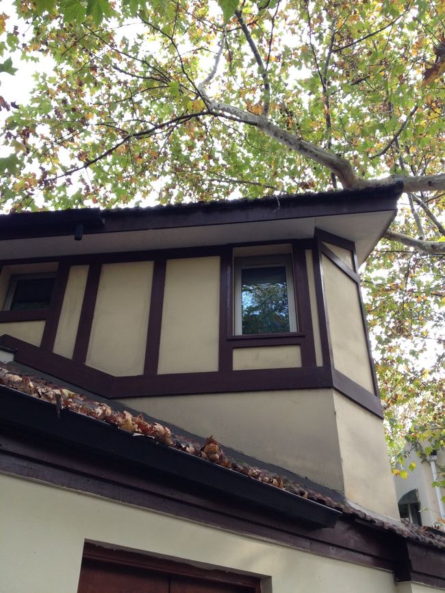 また上を見ます。窓に映るプラタナス。