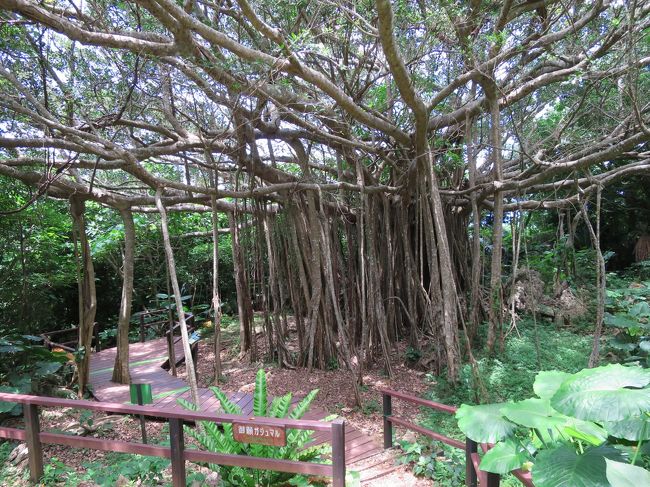 Jalマイルで行く やんばるの里 Jalプライベートリゾートオクマ 国頭 大宜味 沖縄県 の旅行記 ブログ By Ladyさん フォートラベル Jalマイルで行く やんばるの里 Jalプライベートリゾートオクマ 国頭 大宜味 沖縄県 の旅行記 ブログ By Ladyさん フォートラベル