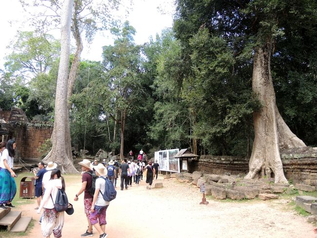 ＊＊＊＊＊＊＊＊＊＊＊＊＊＊<br />東西約1000m、南北約700mものラテライトの壁に囲まれた広大な敷地の中にあり、建立当時、僧院には5000人余りの僧侶と615人の踊り子が住んでいたと伝えられる。<br />　<br />創建されてからも建物の増築が続けられたとみられ、周壁の内部は迷路のように入り組んでいる。<br /><br />この遺跡では、砂岩がおもな建築材料として使われているが、周壁や住居建築にはラテライトが用いられている。【歩き方】<br />＊＊＊＊＊＊＊＊＊＊＊＊＊＊＊<br /><br />どうして踊り子が615人もいたのかは知りませんが、アプサラのような若く美しい踊り子がそんなにいては、仏法に生きる僧侶にとっては、このうえなく厳しい環境だったことでしょう。<br />