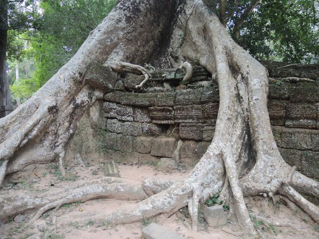 遺跡石組みを鷲づかみするような木（ガジュマル　別名：榕樹、スポアン）の根<br /><br />タ・プロームが人気があるのは、この遺跡を破壊し、飲み込むような木の姿が一種「滅びの美学」「諸行無常」を感じさせるためです。<br /><br />もっとも、その圧倒的な様子は、むしろ「自然の力の強さ」と言うべきでしょうか。<br /><br />そのため、日本人にも大人気ですが、西洋人にとっても非常に印象的な光景に映るようです。<br /><br />