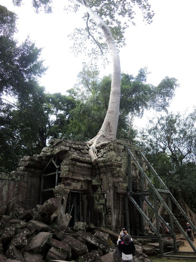 ＊＊＊＊＊＊＊＊＊＊＊＊＊＊＊<br />ガジュマルによる浸食が激しい。三重の回廊に覆われた遺跡には、文字通り樹木が食い込んでいる。<br /><br />あまりの酷さにインド政府はタ・プロームの修復計画を発表した（インドはタ・プロームの修復を担当している）。<br /><br />しかし、現在ここで議論が沸き起こっている。熱帯の巨大な樹木は遺跡を破壊しているのか、それともいまや遺跡を支えているのかという議論である。<br /><br />2006年10月現在、この遺跡の修復方針をめぐって、ユネスコを中心とした活発な議論が継続中である。【ウィキペディア】<br />＊＊＊＊＊＊＊＊＊＊＊＊＊＊＊<br /><br />10年以上前の記載で、今現在どういう扱いになっているのかは知りません。<br />いずれにしても、こういう微妙なバランスの遺跡の修復・維持作業は慎重に行ってほしいところです。日本の得意分野でしょう。<br />