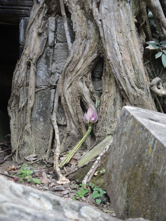 画像中央、木の根の間にお顔が