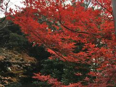 感動のあまり、ぐったり疲れて上野公園を歩いていると、遅めの紅葉が、ちらほら残っていました。