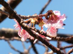 弓ヶ浜を後にし、下田へ向かいます。
途中で寄った下賀茂の道の駅「湯の花」では、もう河津桜が花をつけていました。