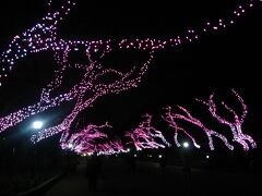 上野公園も桜色にライトアップされてました！