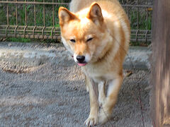 このコは川上犬のさくらちゃん

かまおうとしたらガルルって、フレンドリーじゃなかった。


