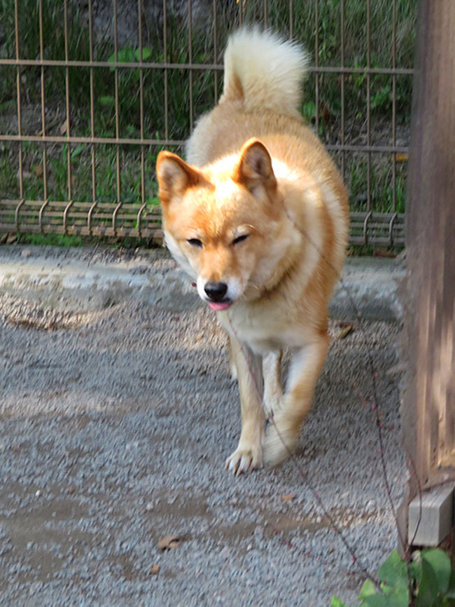 めがね橋 小諸市動物園 海野宿 小諸 御代田 長野県 の旅行記 ブログ By のほりんさん フォートラベル