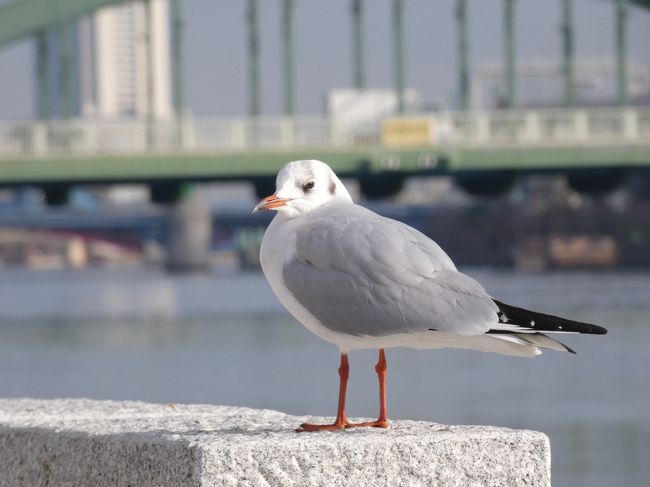 東京ウオーターフロントを歩く カモメ編』月島・勝どき(東京)の