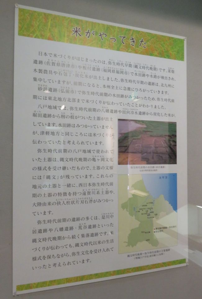 2017秋、道南と青森の名城巡り(26/31)：10月26日(6)：根城(6/11)：八戸市博物館、民具、米の伝来、遺跡出土の木の実類、根城跡