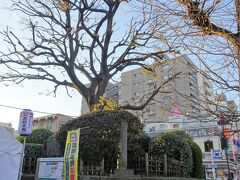 板橋宿からは外れますが国の史跡にも指定されある志村一里塚を訪れました。