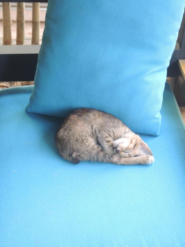 シェムリアップの日本人宿「The City Premium Guesthouse」の猫たちの一匹。