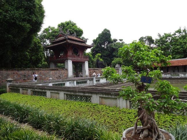 ガジュマルの盆栽