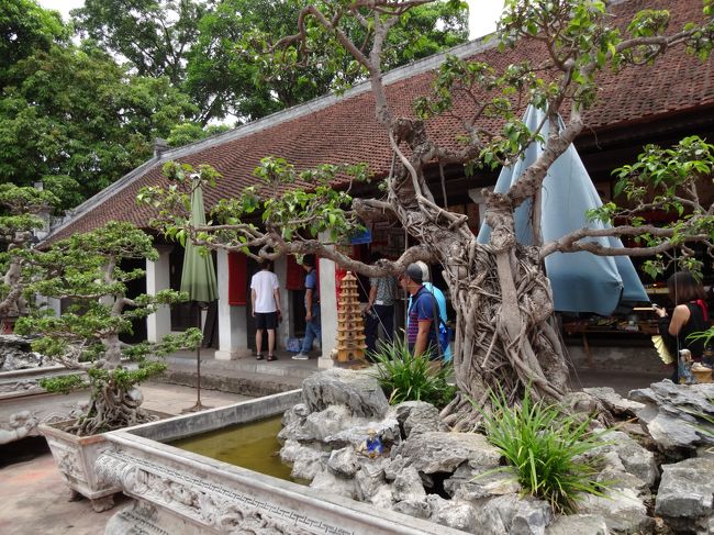 盆栽がたくさんあります。