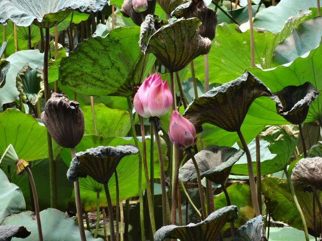 ベトナムといえばロータス(蓮)