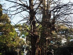 赤坂氷川神社　境内の大イチョウ（港区天然記念）

樹齢400年とも言われる大イチョウで、
港区では善福寺の逆さイチョウに次ぐ2番目の大きさと樹齢。