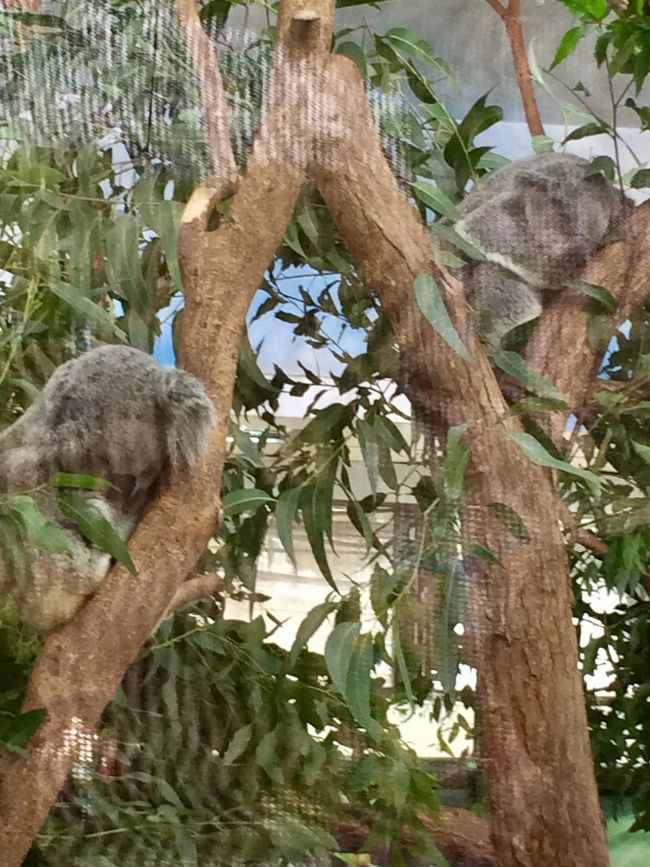 コアラはお昼寝中。