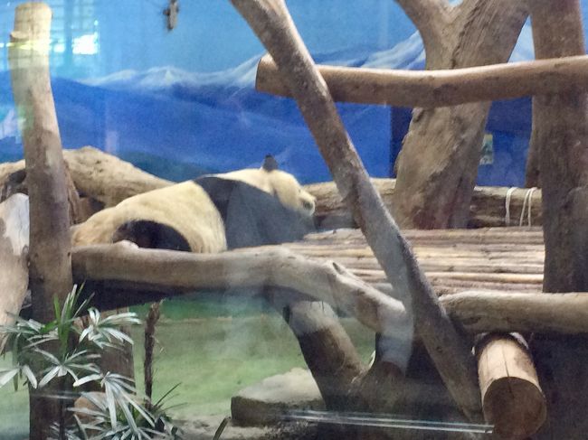 パンダもお昼寝中。パンダは専用の建物で飼育され、パンダグッズもさまざまな種類が売られています。やはり人気者ですね。