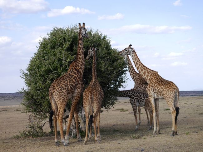 Amazon.com: Solo Traveller s Diary Self-drive Trip in Kenya