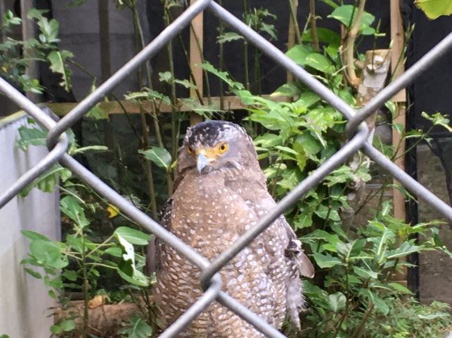 やいま村で保護されているカンムリワシのよんなーくん。<br />カンムリワシが事故に合うことも多くて、保護活動もしているのだとか。