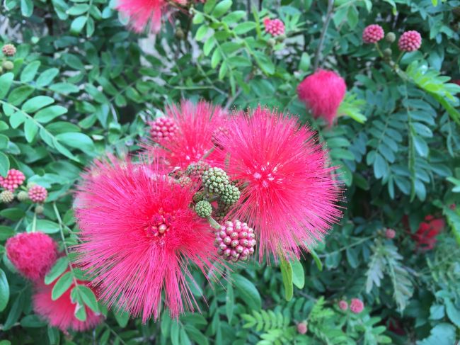 やいま村で見た植物。なんていう花なんだろう？<br />すごく繊細で、それでいて結構派手な花。