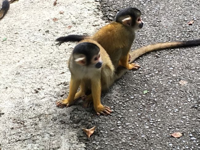 やいま村のリスザル！<br />すごーく可愛いけれど、頭もいいそうで、ポケットをみると手をつっこんでくる。<br />だから、ポケットに何もいれておかないように、と注意があった。