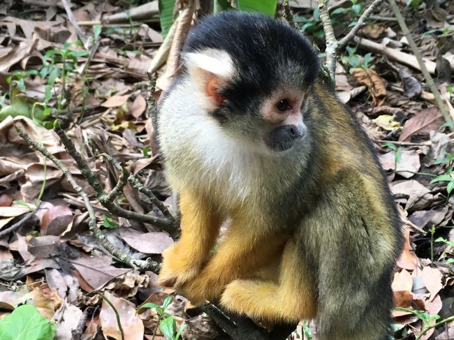 最近のリスザルたちは、ファスナーなんかも開けることを覚えたそうで、バッグのファスナーにも注意だとか。<br />ほんと、頭いいね。