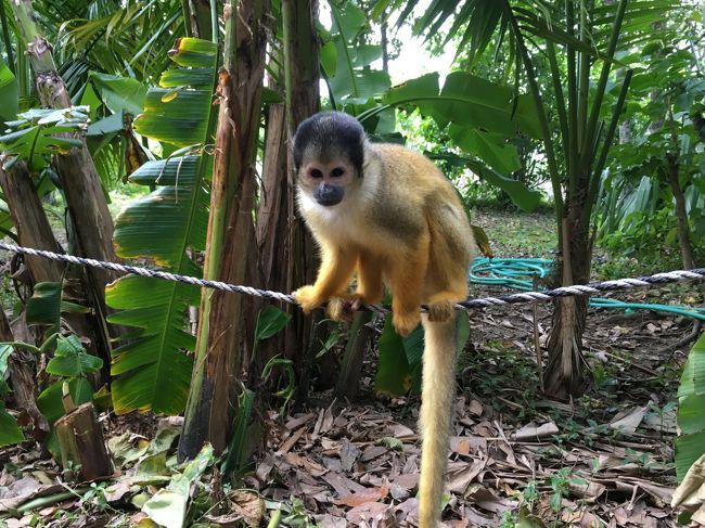 お菓子や面白そうなものがあると、ポケットやかばんから勝手に持っていってしまうので、リスザルではなく、スリザルっと呼ぶ、なんて話もきいた。笑