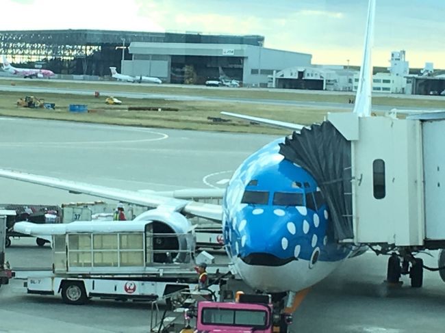 このジンベイジェットは宮古島に行くらしい。<br />宮古島でリゾートしたいな～