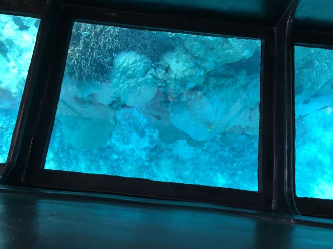 熱帯魚と言われる魚も結構見れた。<br />でも、ニモが見つけられなかったのは私だけ？