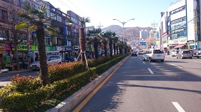 麗水市内、ちょっと南国っぽい?