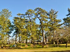 本日のサイクリングスタート地点、成田市は印旛沼のほとり甚兵衛公園へやってきました。
数年前に松が一本減ってしまいましたが、『日本の名松百選』にも選ばれているだけある立派な松林。
見事な松ですが、甚兵衛公園の由緒は悲しいお話し。

当時成田を含む佐倉藩を治めていたのは堀田正信でしたが、こ奴とんでもなくふてぇ野郎でして、領民に重税を課しては苦しめていたんでさぁ。そこを土地の名主佐倉惣五郎様が何度か減税を頼むも聞く耳を持たねぇ。　