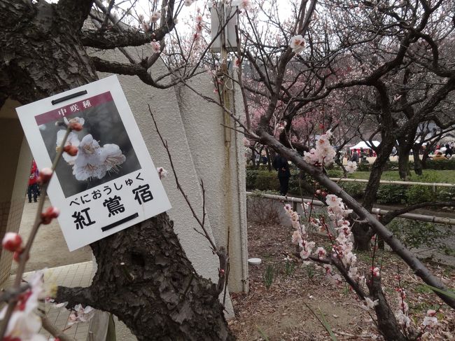 梅林公園の梅。