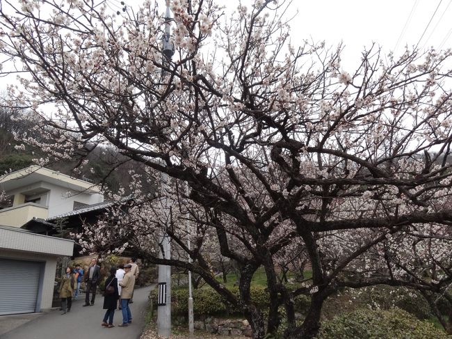 梅は桜ほど自己主張しないけど、清楚に咲くね。