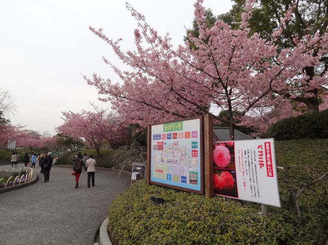 ここはどんな花もあるね。