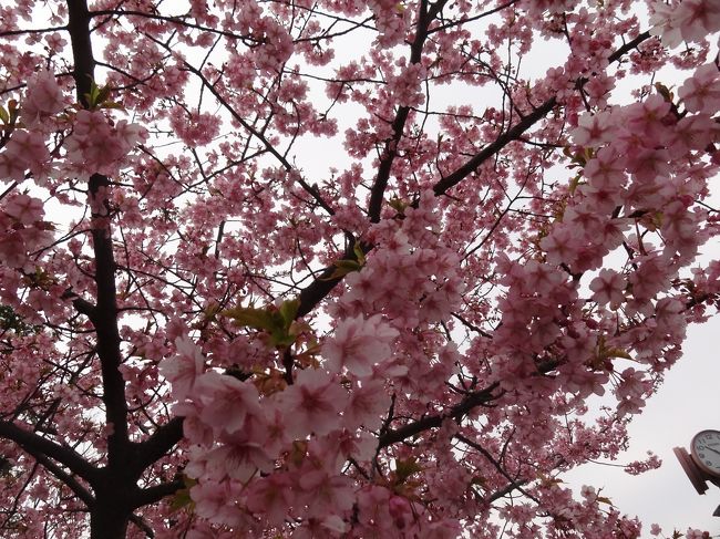 河津さくらを見たくなったら、なばなだね！