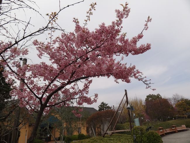 これも河津さくらかな？