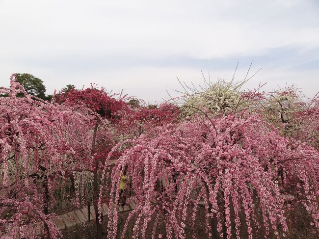しだれ梅のエリア。