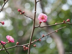 常立寺　山門前の梅の花

江ノ電江ノ島駅から程近い常立寺。
門前には、早咲きの梅の花が見られました。