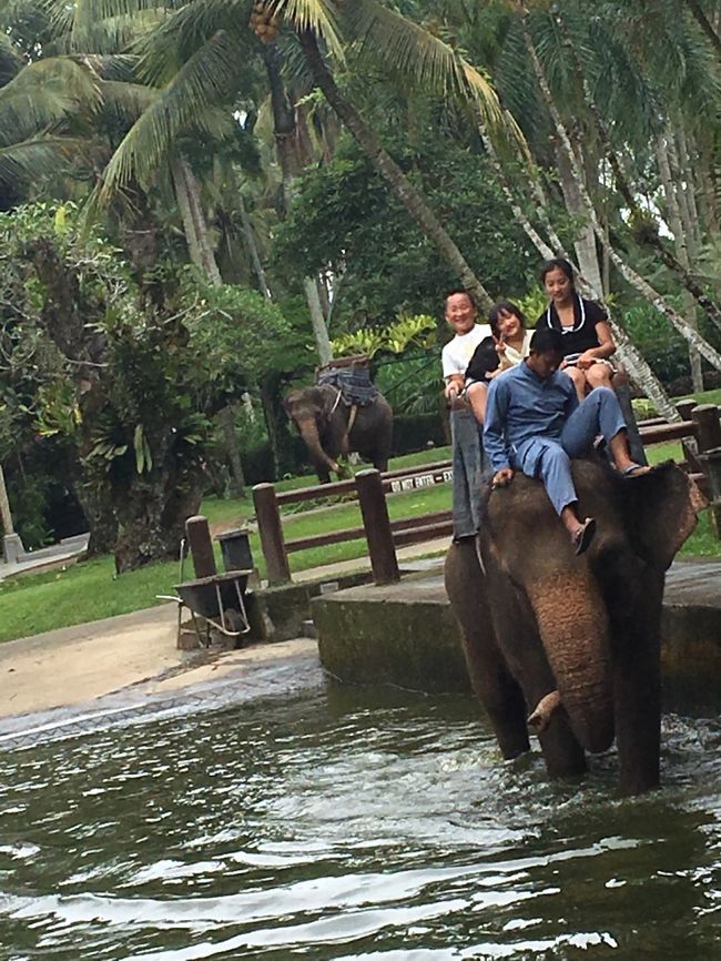 ゾウさんに乗ったり