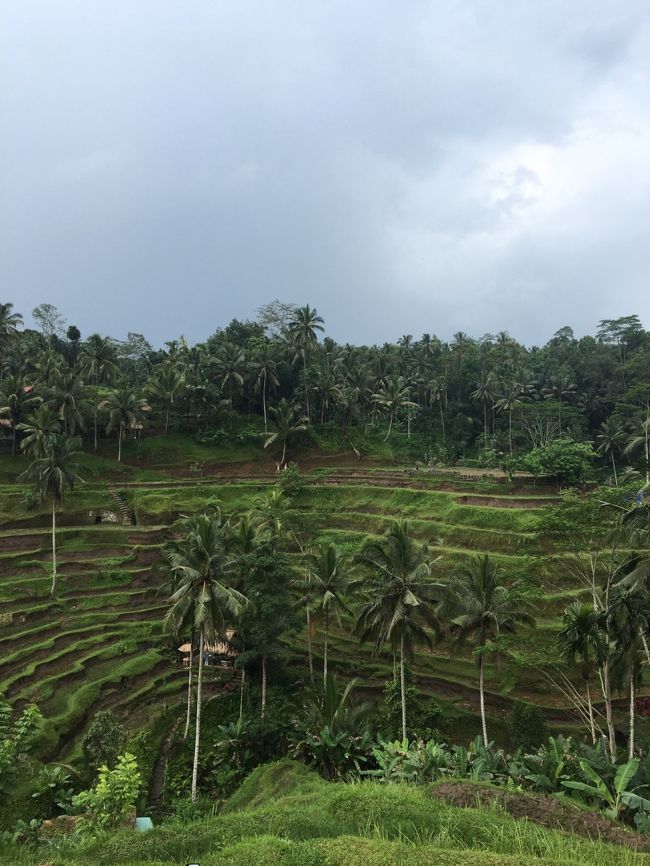 キンタマーニやウブドなど散策しました。