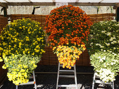 ●菊花展＠丸亀城

3色、同じ形に仕上がっています。
急ぎ足で、丸亀城を後にしました。