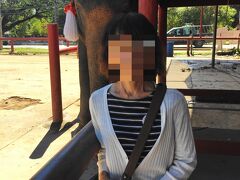 ワット プラ シー サンペットの横にある
象に乗っての散歩できる施設です