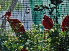 降りてきたら香港動植物公園に出た。
きれいに撮れてないけど、赤い鳥の色が見事だった。