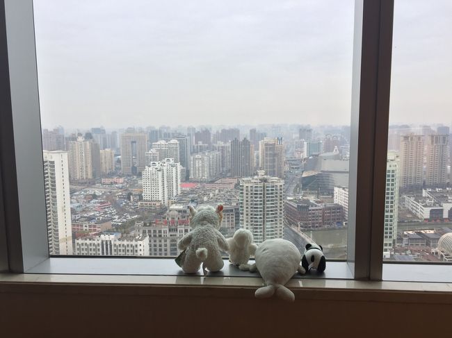 窓の外はシティビューで、ぬいぐるみさんたちも喜んでおられます（笑）