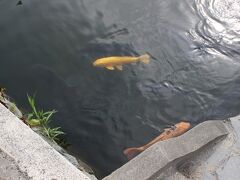 お濠には鯉が悠然と泳いでいました。
