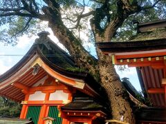 最初に見えてきたのは王子神社とご神木。